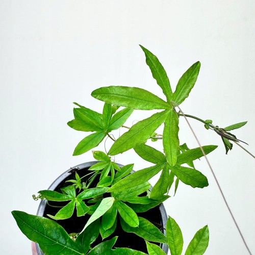 Męczennica błękitna Passiflora caerulea #2