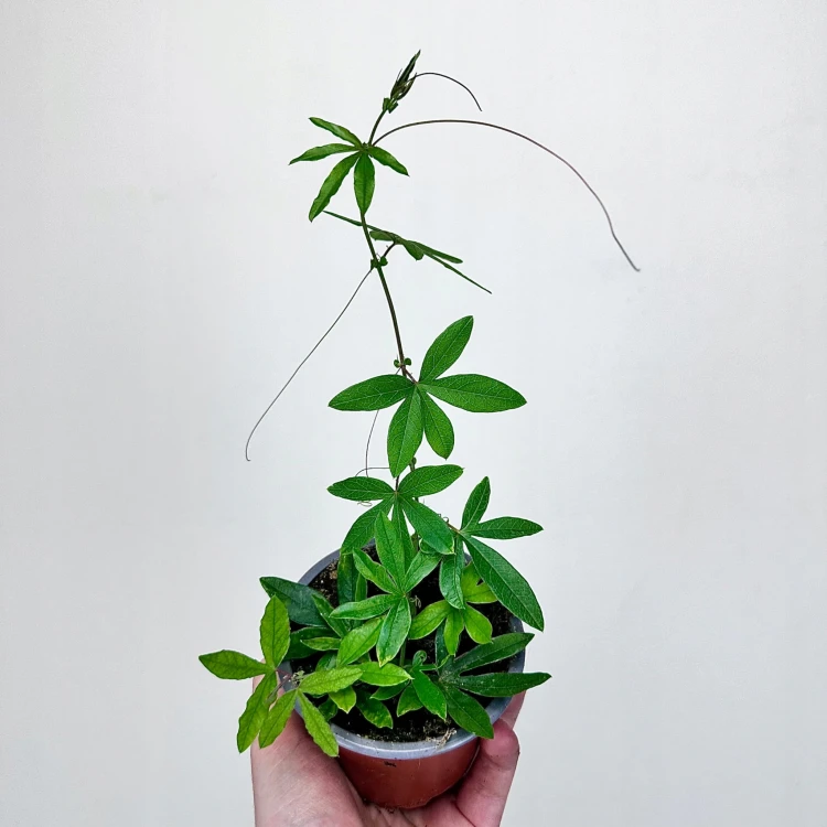 Męczennica błękitna Passiflora caerulea #3