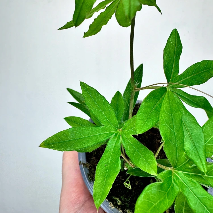 Męczennica błękitna Passiflora caerulea #4