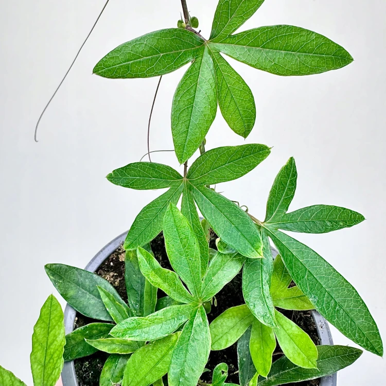 Męczennica błękitna Passiflora caerulea #6