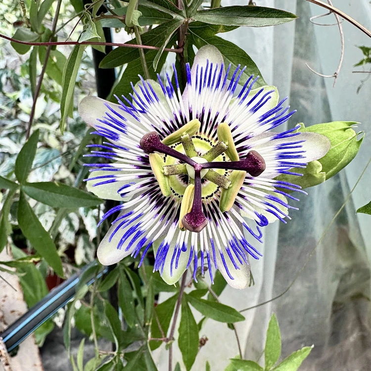 Męczennica błękitna Passiflora caerulea #7