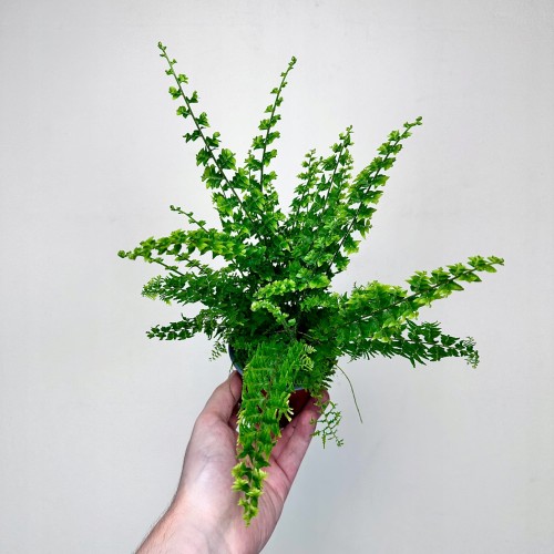 Paproć Green Fantasy Nephrolepis P9 #1
