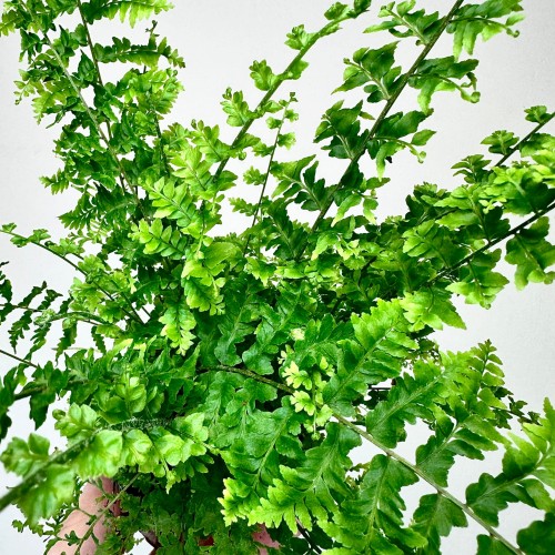 Paproć Green Fantasy Nephrolepis P9 #2