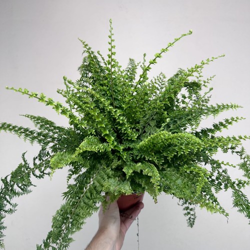 Paproć Green Fantasy Nephrolepis P12 #2