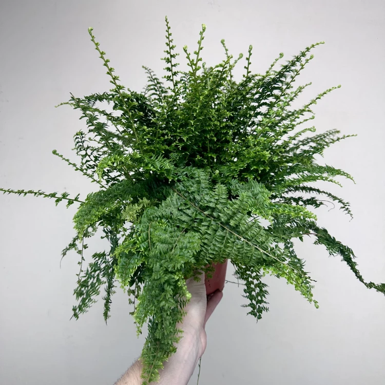 Paproć Green Fantasy Nephrolepis P12 #3