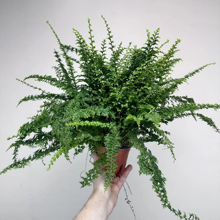 Paproć Green Fantasy Nephrolepis P12 #4