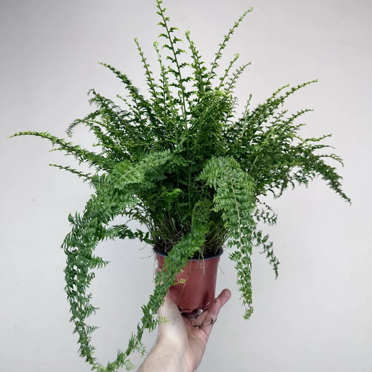 Paproć Green Fantasy Nephrolepis P12 #5