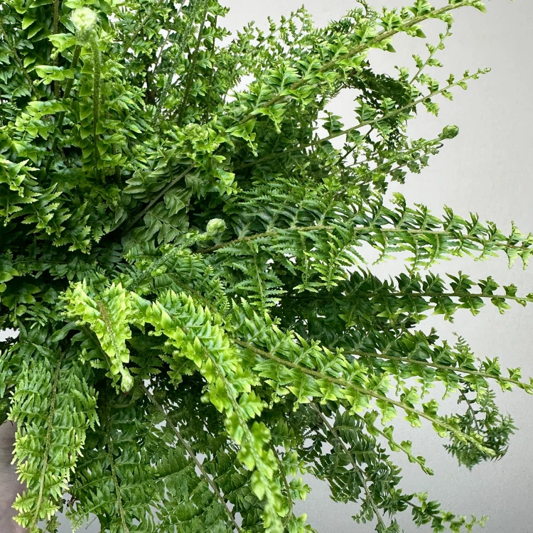 Paproć Green Fantasy Nephrolepis P12 #6