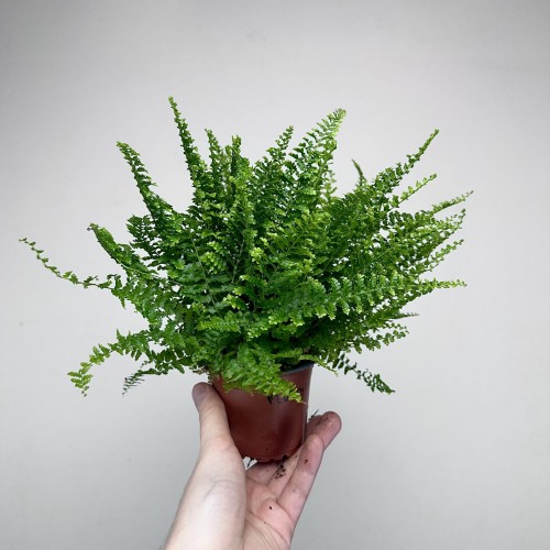 Paproć Fluffy Ruffles Nephrolepis exaltata P9 #2