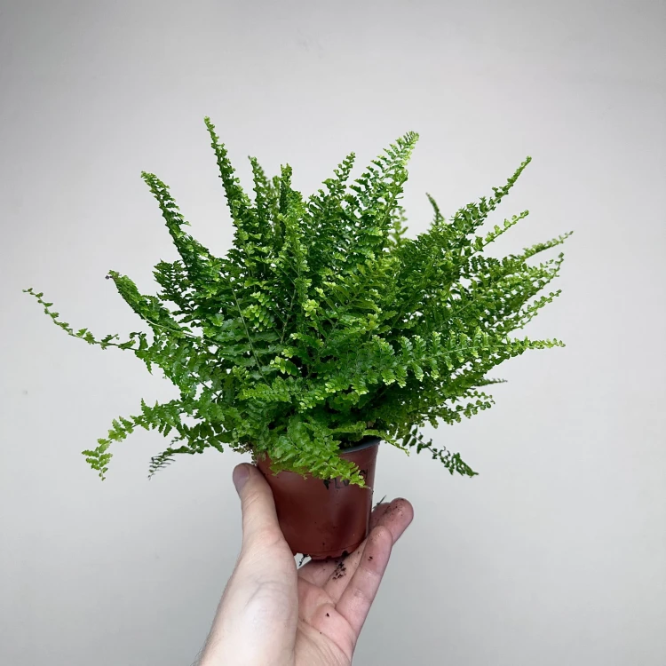 Paproć Fluffy Ruffles Nephrolepis exaltata P9 #2