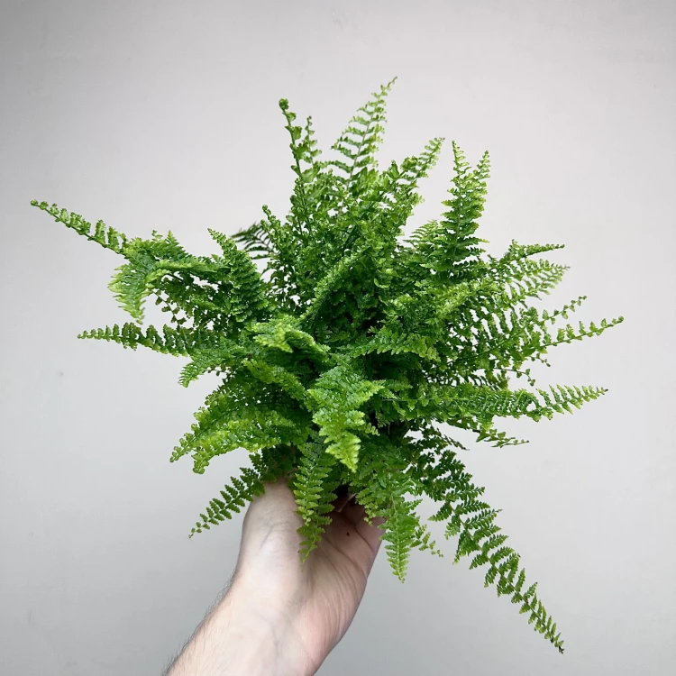 Paproć Fluffy Ruffles Nephrolepis exaltata P9 #3