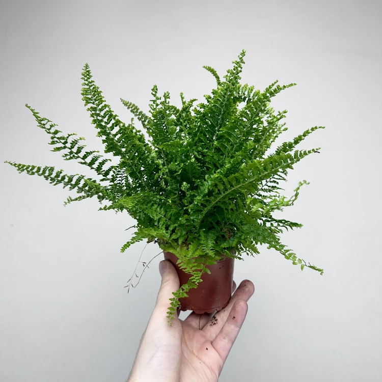 Paproć Fluffy Ruffles Nephrolepis exaltata P9 #4
