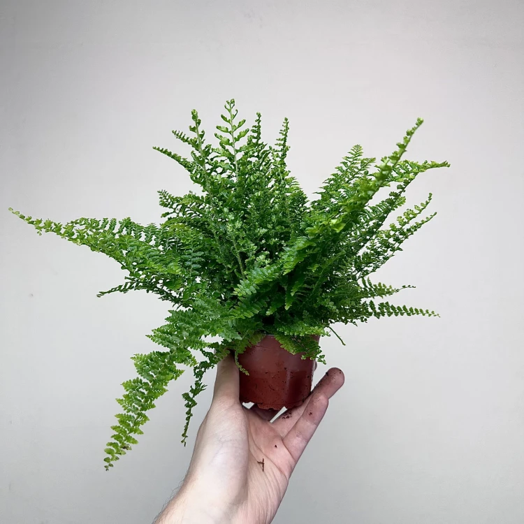 Paproć Fluffy Ruffles Nephrolepis exaltata P9 #5