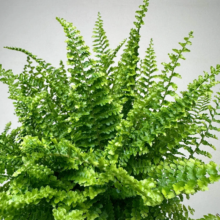 Paproć Fluffy Ruffles Nephrolepis exaltata P9 #6
