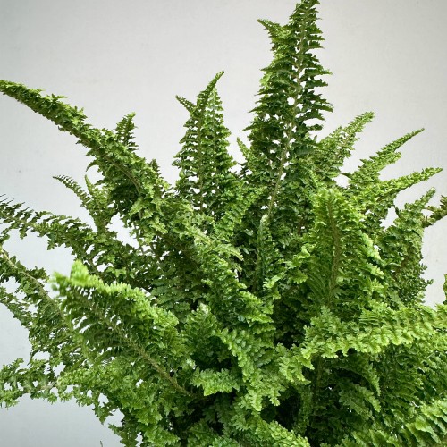 Paproć Fluffy Ruffles Nephrolepis exaltata P12 #2