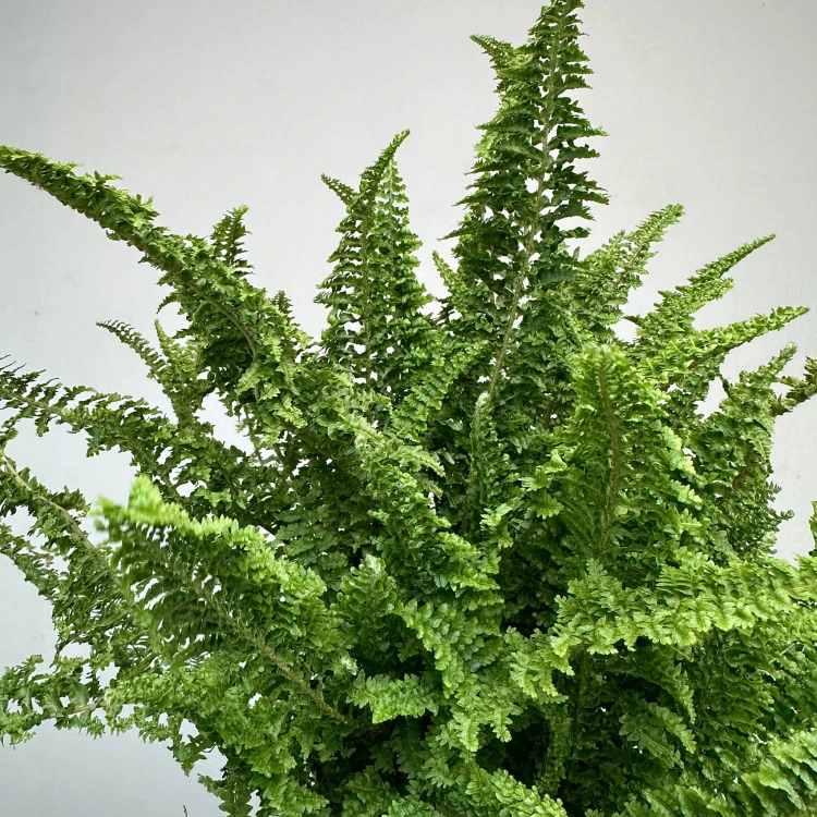Paproć Fluffy Ruffles Nephrolepis exaltata P12 #2