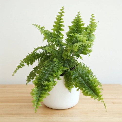 Paproć Królewska Nephrolepis exaltata P12 #1