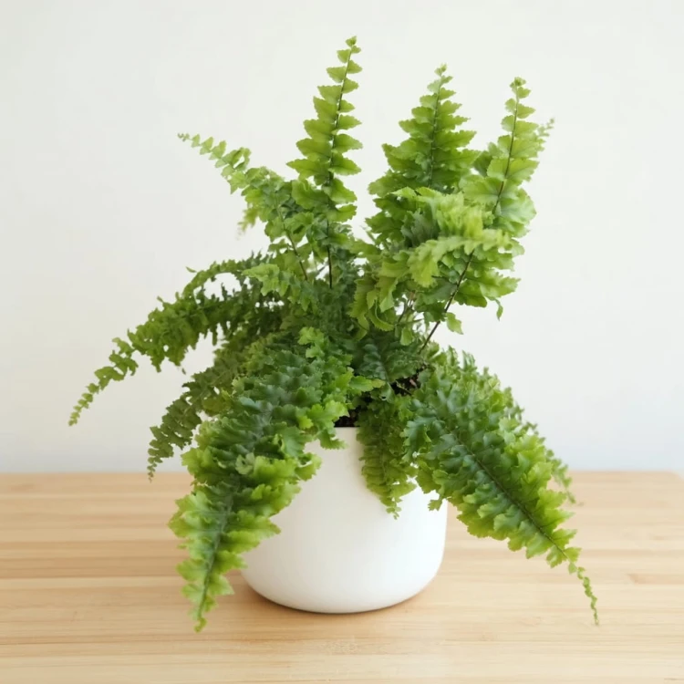 Paproć Królewska Nephrolepis exaltata P12 #1