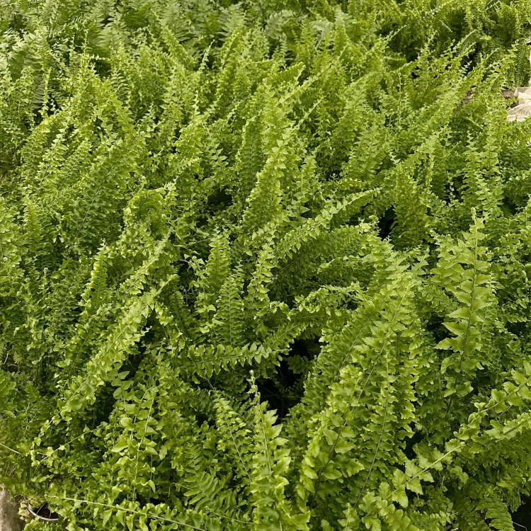 Paproć Królewska Nephrolepis exaltata P12 #5