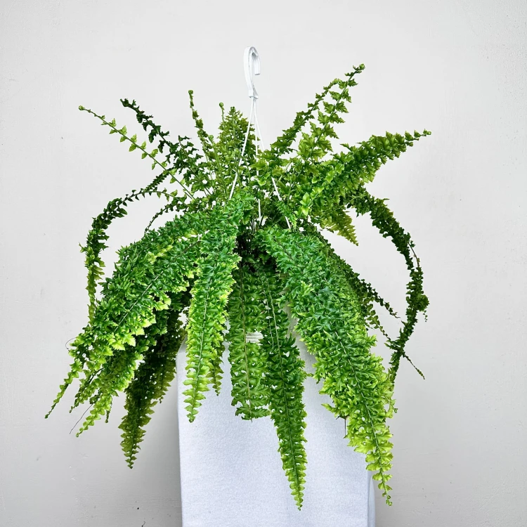 Paproć Królewska Nephrolepis P19 wisząca #1