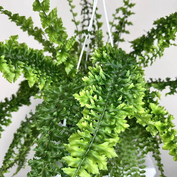 Paproć Królewska Nephrolepis P19 wisząca #3