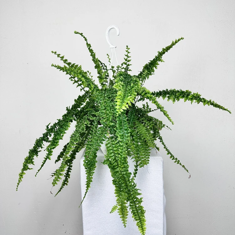 Paproć Królewska Nephrolepis P19 wisząca #4