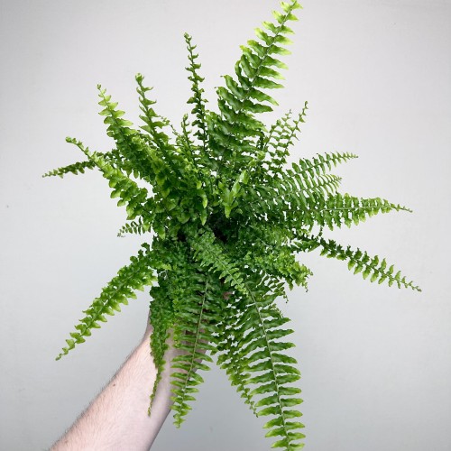 Paproć Królewska Nephrolepis P9 #1