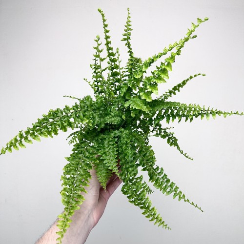 Paproć Królewska Nephrolepis P9 #2