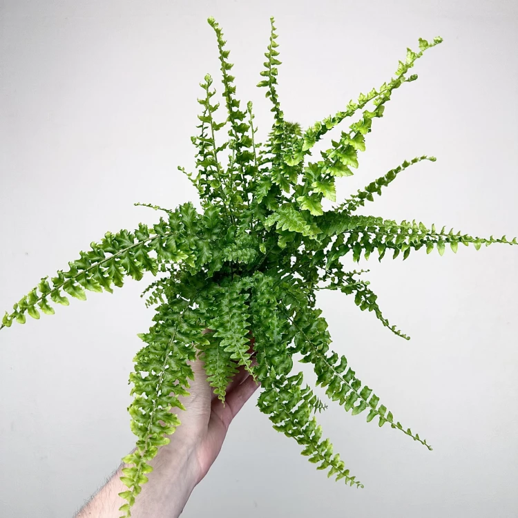Paproć Królewska Nephrolepis P9 #2