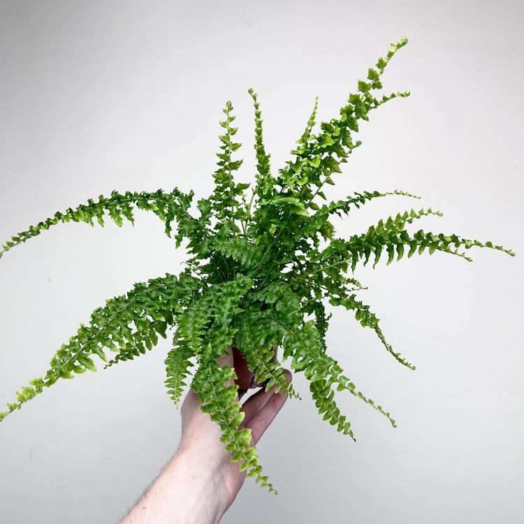 Paproć Królewska Nephrolepis P9 #5