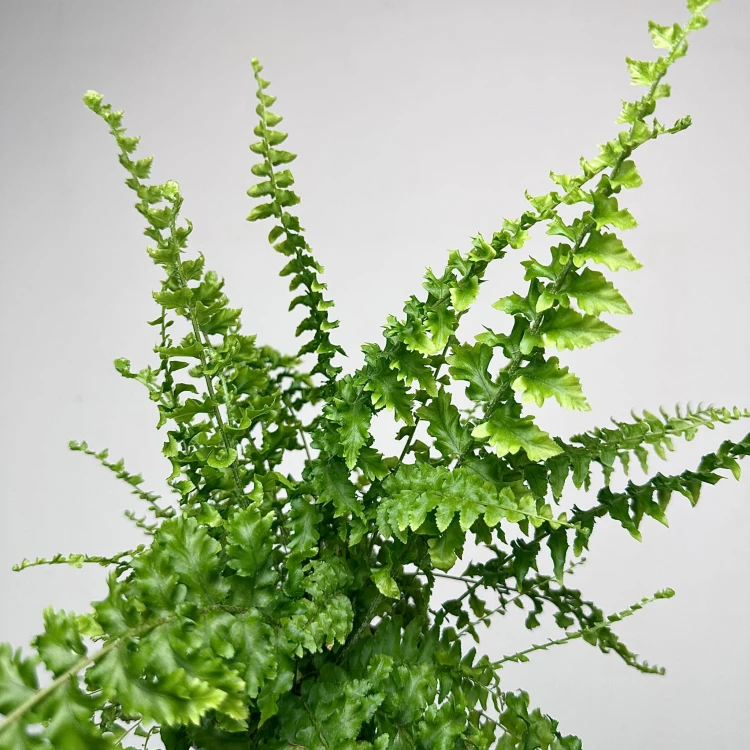 Paproć Królewska Nephrolepis P9 #6