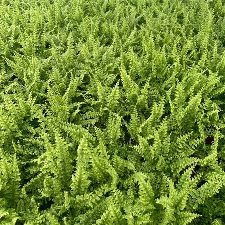 Paproć Królewska Nephrolepis P9 #7