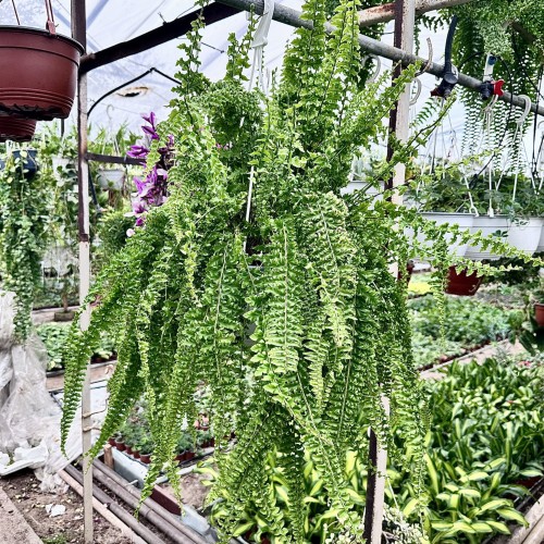 Paproć Królewska Nephrolepis P22 wisząca #1