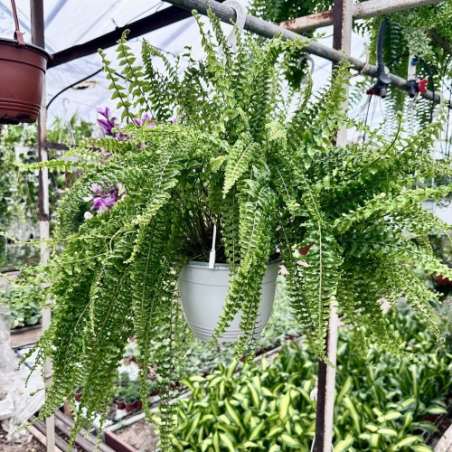 Paproć Królewska Nephrolepis P22 wisząca #2