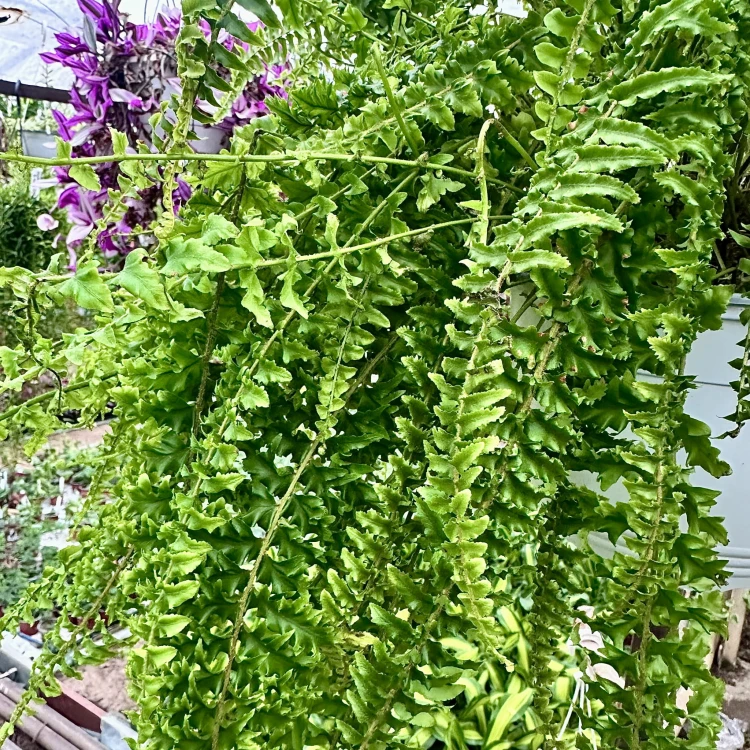 Paproć Królewska Nephrolepis P22 wisząca #3
