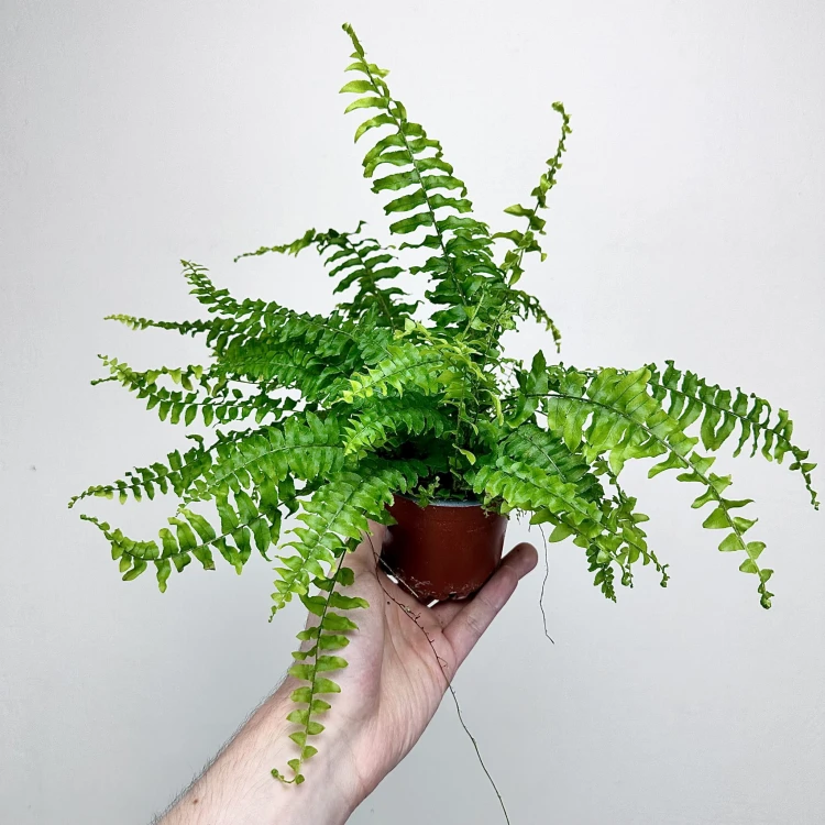 Paproć Boston Blue Bell Nephrolepis Exaltata P9 #3