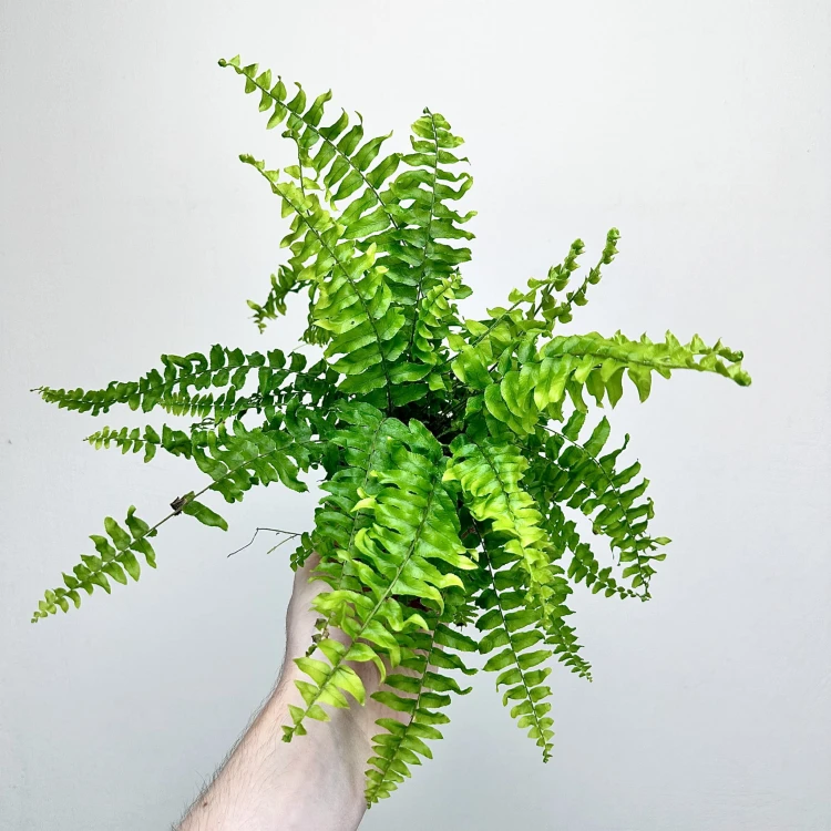 Paproć Boston Blue Bell Nephrolepis Exaltata P9 #4
