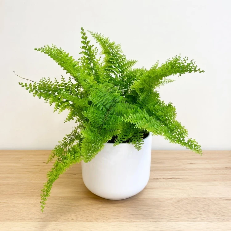 Paproć Nephrolepis Exaltata Marissa P11 #1