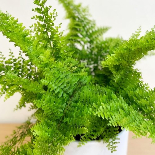 Paproć Nephrolepis Exaltata Marissa P11 #2