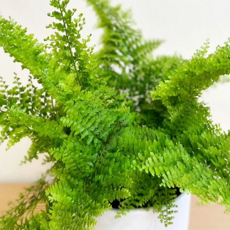 Paproć Nephrolepis Exaltata Marissa P11 #2
