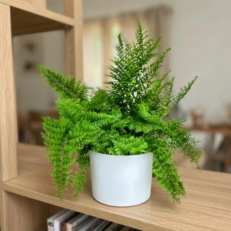Paproć Nephrolepis Exaltata Marissa P11 #4