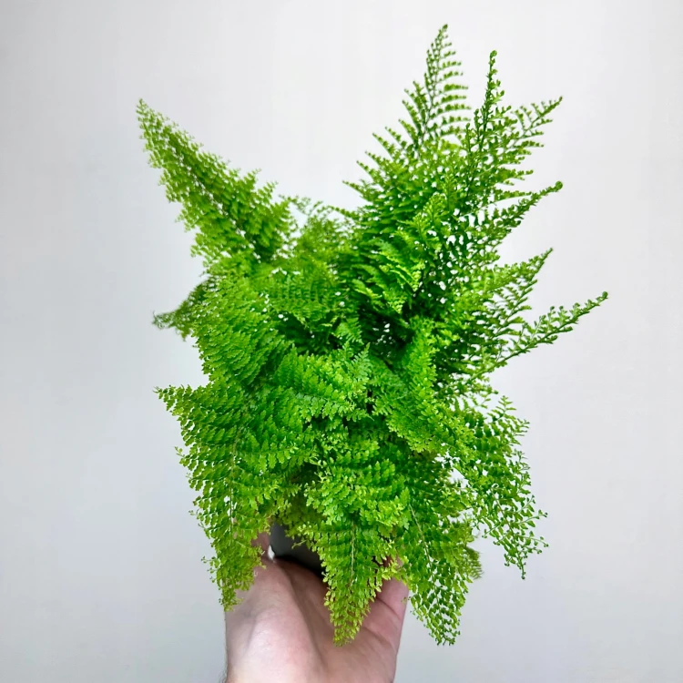 Paproć Nephrolepis Exaltata Marissa P11 #5
