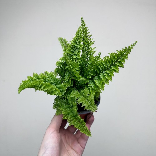 Paproć Nephrolepis Exaltata Marissa P9 #1