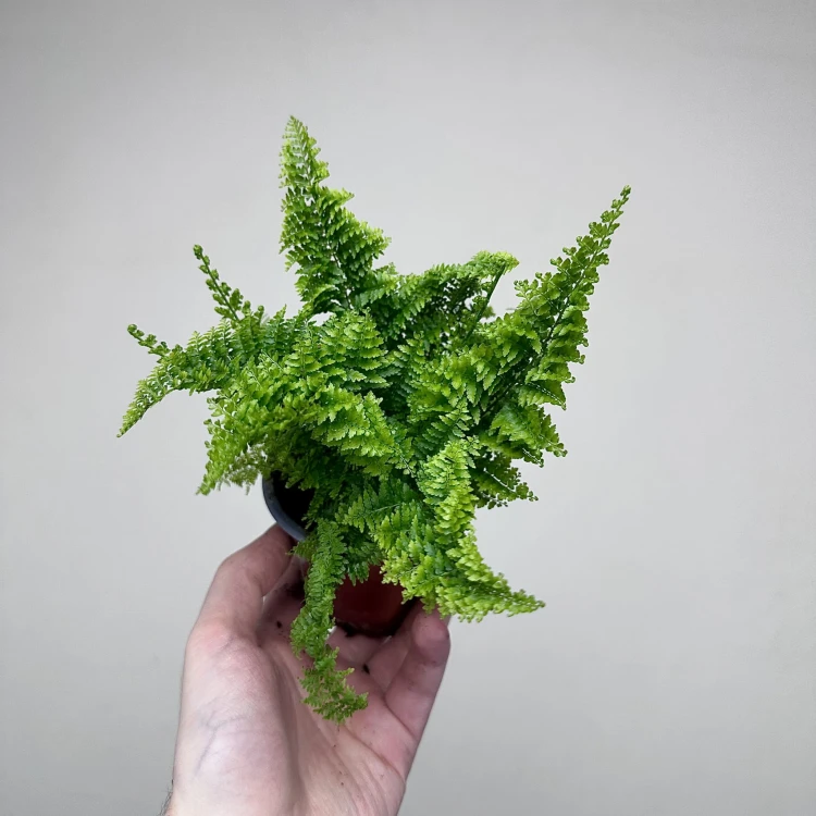 Paproć Nephrolepis Exaltata Marissa P9 #2