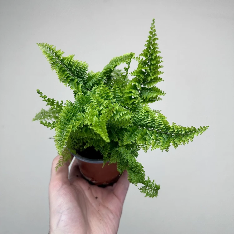 Paproć Nephrolepis Exaltata Marissa P9 #3