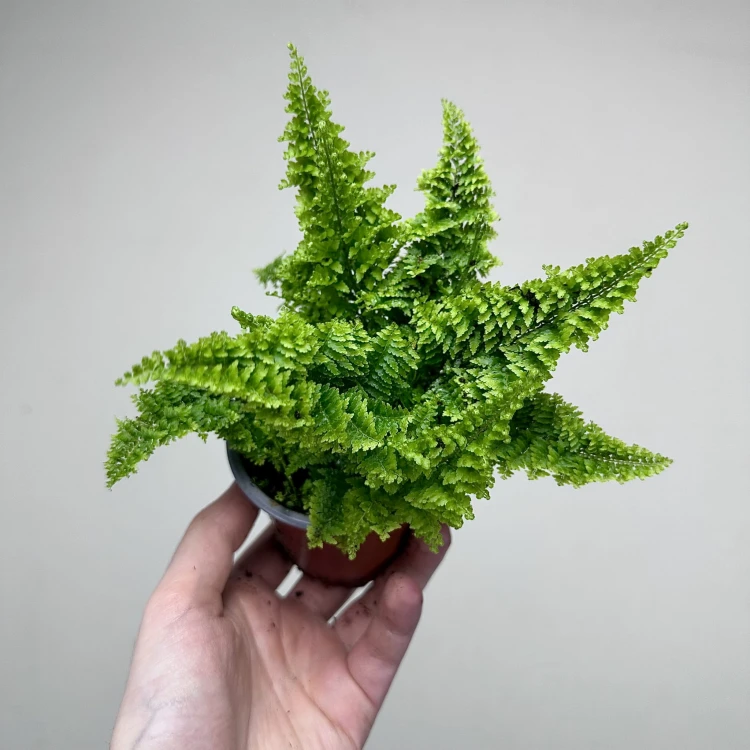 Paproć Nephrolepis Exaltata Marissa P9 #4