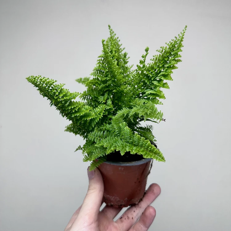 Paproć Nephrolepis Exaltata Marissa P9 #5