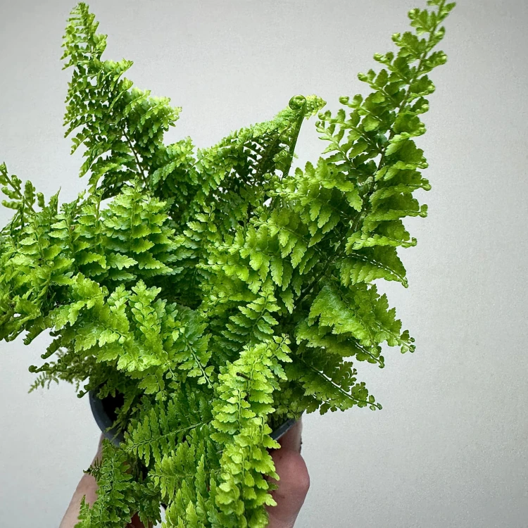 Paproć Nephrolepis Exaltata Marissa P9 #6