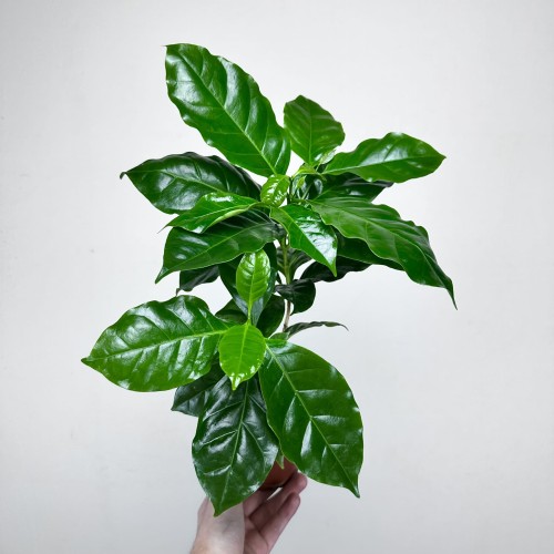 Coffea Arabica Nana Kawa karłowata arabska P9 #1