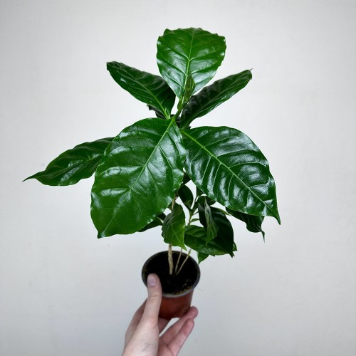 Coffea Arabica Nana Kawa karłowata arabska P9 #2